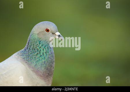 Portrait d'un pigeon féral (Columba livia domestica) avec un fond vert; Frankonia, Bavière, Allemagne Banque D'Images