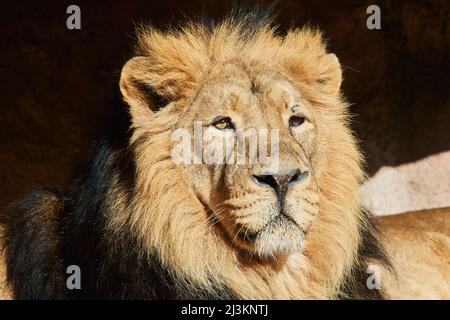 Portrait d'un lion asiatique, ou lion indien, (Panthera leo leo) mâle; Allemagne Banque D'Images