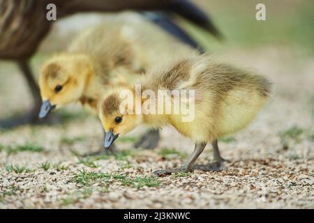 Bernache du Canada (Branta canadensis) poussins dans un pré; Frankonia, Bavière, Allemagne Banque D'Images