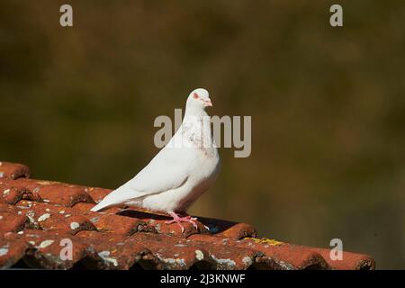 Pigeon domestique (Columba livia domestica) debout sur la tuile de terre cuite d'un toit; Bavière, Allemagne Banque D'Images