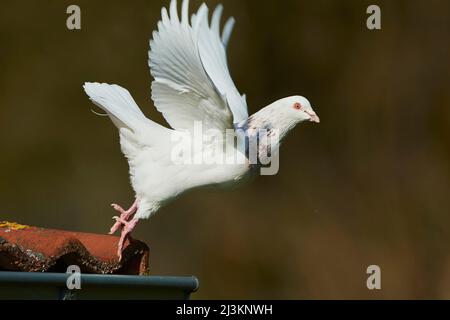 Pigeon domestique (Columba livia domestica) en vol au coin d'un toit; Bavière, Allemagne Banque D'Images