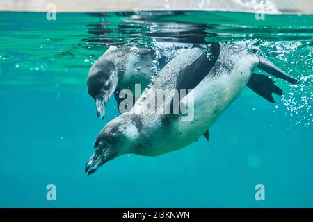 Pingouins Humboldt (Spheniscus humboldti) dans l'eau; Allemagne Banque D'Images