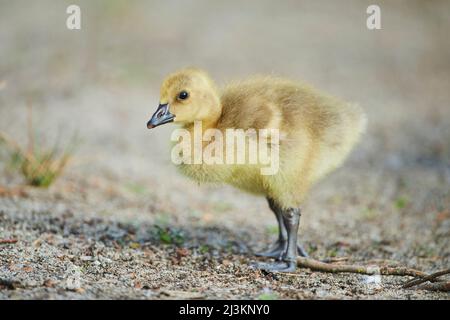 Graylag Goose (Anser anser) portrait de poussin ; Bavière, Allemagne Banque D'Images