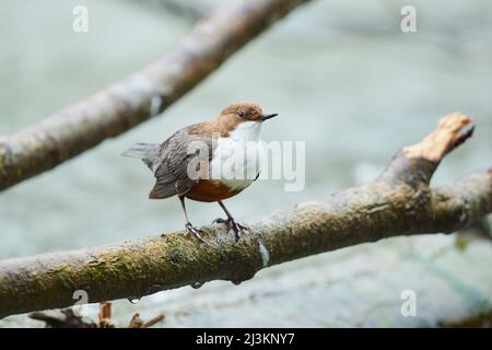 Balancier à gorge blanche (Cinclus cawans) perché sur une branche de la rivière Isar ; Munich, Bavière, Allemagne Banque D'Images