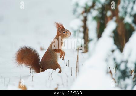 Écureuil rouge eurasien (Sciurus vulgaris) en alerte dans la neige; Bavière, Allemagne Banque D'Images