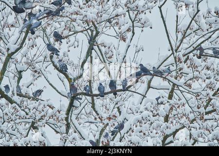 Pigeons sauvages (Columba livia domestica) assis sur des branches d'arbres enneigés; Bavière, Allemagne Banque D'Images