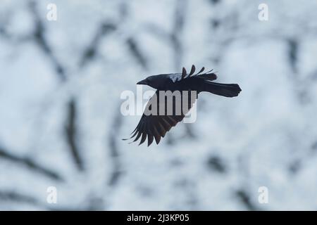 Vol de corbeau de Carrion (Corvus corone); Bavière, Allemagne Banque D'Images