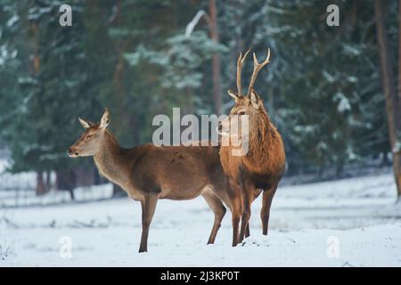 Le cerf rouge (Cervus elaphus) se labât et se hante sur une prairie enneigée, en captivité; Bavière, Allemagne Banque D'Images