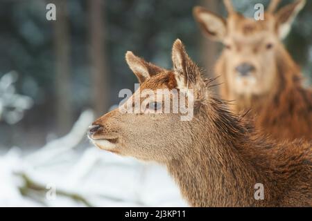 Le cerf rouge (Cervus elaphus) se hante et se lache en arrière-plan sur une prairie enneigée, en captivité; Bavière, Allemagne Banque D'Images