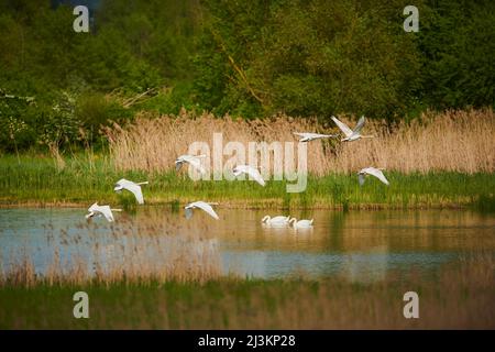 Cygnes muets (Cygnus olor) en vol depuis un petit lac de la forêt bavaroise; Bavière, Allemagne Banque D'Images