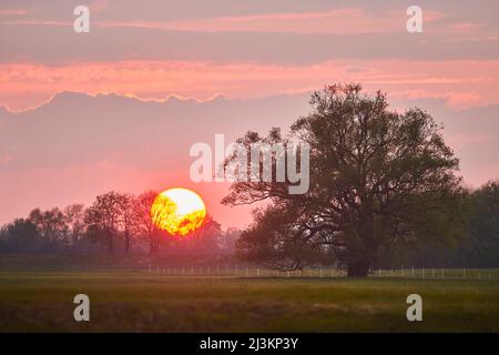 Craquer le saule et le saule cassant (Salix fragilis) dans la campagne au coucher du soleil; Bavière, Allemagne Banque D'Images