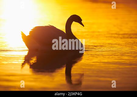 Muet cygne (Cygnus olor) nageant sur le fleuve Danubia au coucher du soleil ; Bavière, Allemagne Banque D'Images