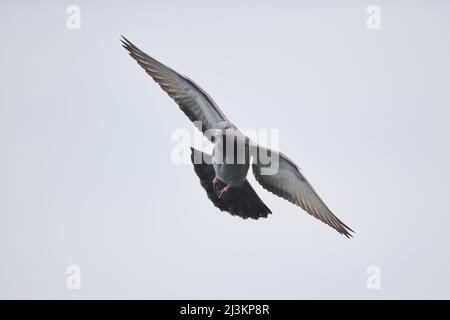 Pigeon féral (Columba livia domestica) en vol; Regensburg, Haut-Palatinat, Bavière, Allemagne Banque D'Images