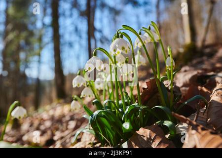 Le flocon de neige printanier (Leucojum vernum) fleurira dans une forêt; Haut-Palatinat, Bavière, Allemagne Banque D'Images