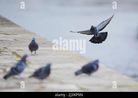 Pigeons sauvages (Columba livia domestica) ensemble sur une corniche; Regensburg, Haut-Palatinat, Bavière, Allemagne Banque D'Images