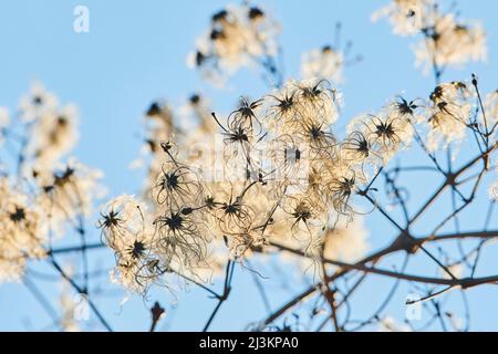 La barbe du vieil homme et la joie du voyageur (Clematis vitalba) contre un ciel bleu; Bavière, Allemagne Banque D'Images