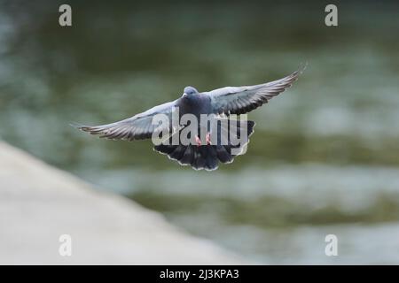 Pigeon féral (Columba livia domestica) en vol; Regensburg, Haut-Palatinat, Bavière, Allemagne Banque D'Images