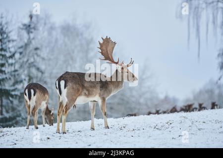 Troupeau de cerfs-jachères (Dama dama) paître sur un pré enneigé, en captivité; Bavière, Allemagne Banque D'Images