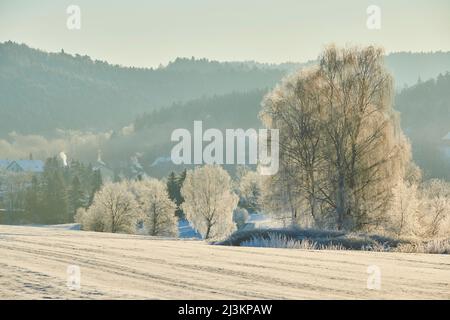 Paysage gelé et enneigé avec bouleau argenté, bouleau verrueux, bouleau blanc européen (Betula pendula) au lever du soleil; Bavière, Allemagne Banque D'Images