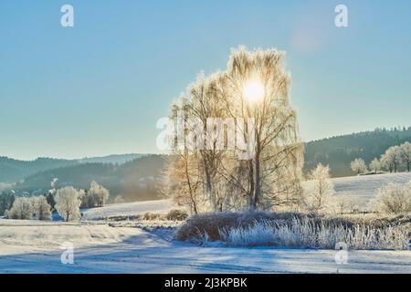 Paysage gelé et enneigé avec bouleau argenté, bouleau verrueux, bouleau blanc européen (Betula pendula) au lever du soleil; Bavière, Allemagne Banque D'Images