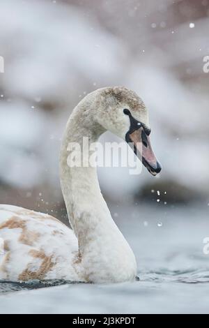 Muet cygne juvénile (Cygnus olor) dans une chute de neige sur le Donau; Bavière, Allemagne Banque D'Images