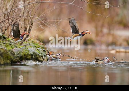 Canard mandarin (Aix galericulata) mâles nageant sur un lac; Bavière, Allemagne Banque D'Images