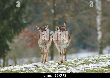 Cerf de Virginie (Dama dama), deux does sur un pré; Bavière, Allemagne Banque D'Images