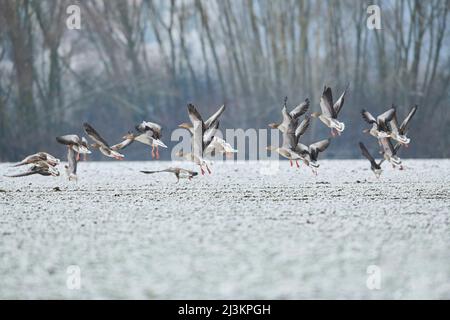 Bernaches graylag (Anser anser) en vol depuis un pré enneigé; Bavière, Allemagne Banque D'Images