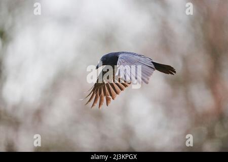 Corbeau-carrion (Corvus corone) en vol; Bavière, Allemagne Banque D'Images