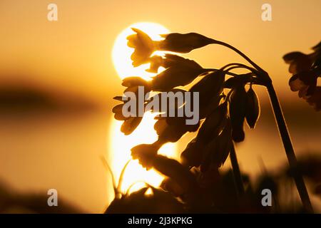 Primevre de cowslide ou primrose de cowslide (Primula veris) silhouetté au coucher du soleil; Bavière, Allemagne Banque D'Images