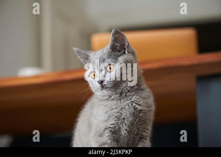 Portrait d'un chaton de la maison britannique de Shorthair ; Bavière, Allemagne Banque D'Images