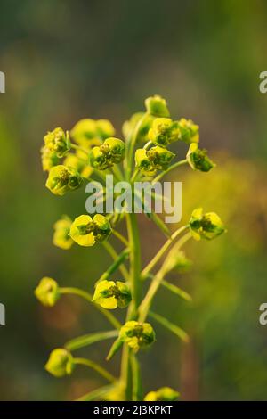 Sphègne de cyprès (Euphorbia cyparissias); Bavière, Allemagne Banque D'Images