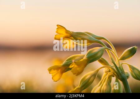 Primrose à glissement commun (Primula veris); Bavière, Allemagne Banque D'Images