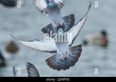 Pigeons sauvages (Columba livia domestica) débarquant sur l'eau; Bavière, Allemagne Banque D'Images