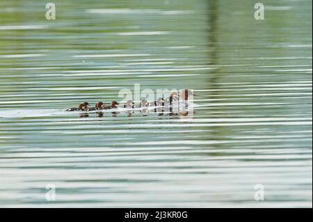 Mère commune de merganser ou de goosander (Mergus merganser) avec ses poussins nageant dans le fleuve Danubia; Bavière, Allemagne Banque D'Images