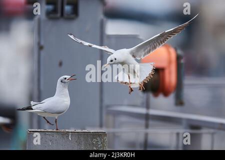 Deux goélands à tête noire (Chericocephalus ridibundus) sur une plate-forme de bateau, communiquant les uns avec les autres tandis que l'un vole sur terre, la rivière Donau Banque D'Images