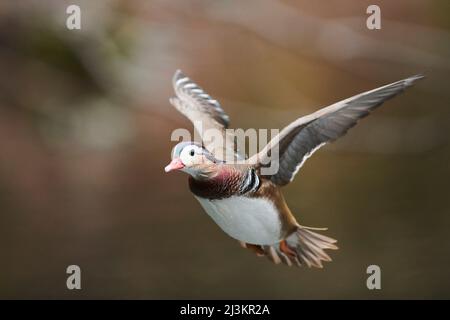 Canard mandarin (Aix galericulata) homme en vol ; Bavière, Allemagne Banque D'Images