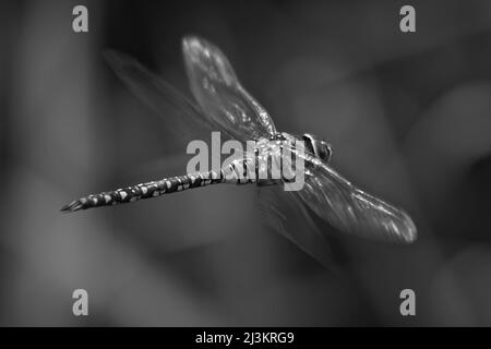 Libellule d'un va-et-guerre (Aeshna mixta) volant dans une sous-croissance, London Wetland Center ; Londres, Angleterre Banque D'Images