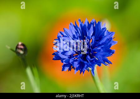 Blue Bachelor's Button (Centaurea cyanus) floraison de plantes dans un jardin de fleurs de l'Oregon; Astoria, Oregon, États-Unis d'Amérique Banque D'Images