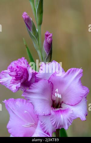 Les pétales colorés d'une fleur de gladiolus donnent de la couleur à un jardin de fleurs de l'Oregon; Astoria, Oregon, États-Unis d'Amérique Banque D'Images