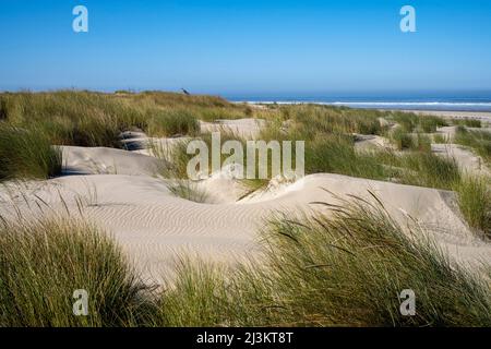 L'herbe de plage pousse sur les dunes de Maxwell point dans le parc national de Cape Lookout près de la baie Netarts sur la côte nord de l'Oregon Banque D'Images