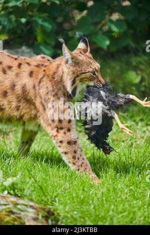 Lynx eurasien (Lynx lynx) marchant et portant un oiseau mort dans sa bouche; Bavière, Allemagne Banque D'Images