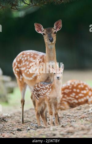 Portrait du cerf de Virginie européen (Dama dama) Doe and Fawn, captif ; République tchèque Banque D'Images