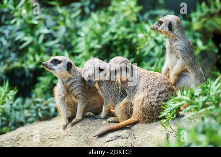 Portrait d'une foule de Meerkats ou de suricate (Suricata suricata), captive; Bavière, Allemagne Banque D'Images