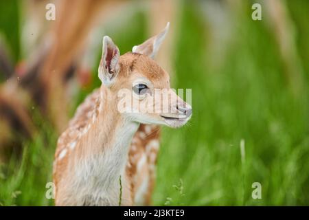 Portrait de fauve du cerf de Virginie européen ou du cerf de Virginie (Dama dama); Bavière, Allemagne Banque D'Images