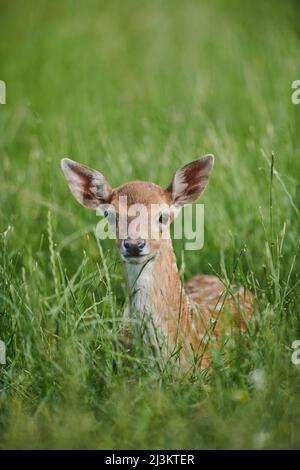Cerf de Virginie européen ou cerf de Virginie commun (Dama dama) fauve portrait, couché dans l'herbe; Bavière, Allemagne Banque D'Images