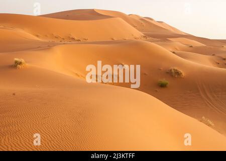 Les dunes de sable du Sahara près d'Erg Chebbi, au Maroc, sont illuminées en lumière douce; Erg Chebbi, au Maroc Banque D'Images