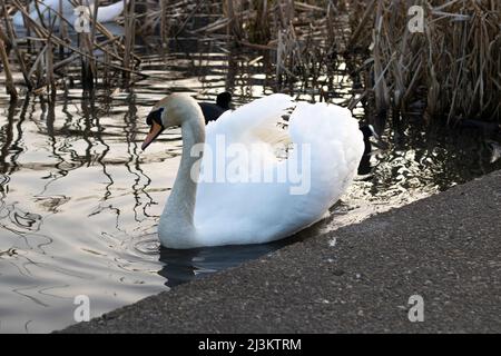 Cygne nageant dans l'étang Banque D'Images