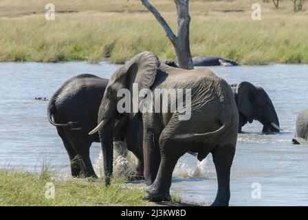 Partie d'un grand troupeau d'éléphants africains appréciant la fraîcheur de la rivière. Parc national Kruger, Afrique du Sud. Banque D'Images