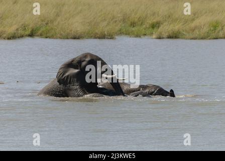 Éléphants d'Afrique s'amuser et jouer dans la rivière, Parc national Kruger, Afrique du Sud Banque D'Images